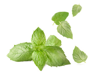 fresh sprig and falling mint leaves on isolated white background