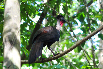 red billed hornbill