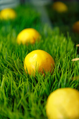 yellow easter eggs on green grass