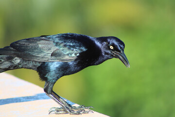 crow on the ground