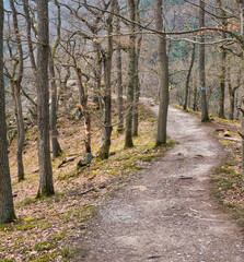 Schmaler, uriger Pfad im Taunus schlängelt sich durch kahle Bäume zu einem steilen Aussichtpunkt