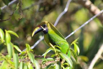 yellow billed hornbill