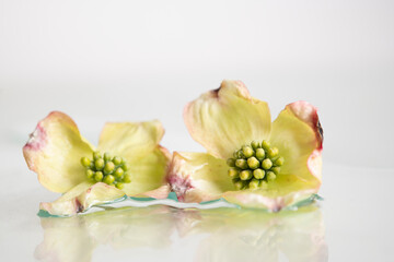 Dogwood flowers