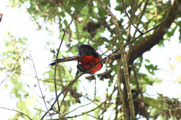 bird on a tree