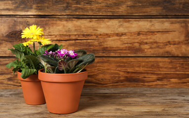 Different beautiful blooming plants in flower pots on wooden table, space for text