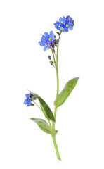 Obraz premium Beautiful blue Forget-me-not flowers isolated on white
