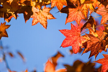 紅葉したモミジバフウ	