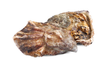 Fresh raw closed oysters on white background