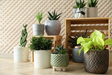 Many beautiful potted plants on floor indoors. Floral house decor