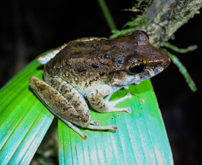Another Frog!