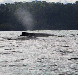 Fototapeta premium Humpback Whales