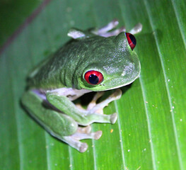 Red-Eyed Tree Frog close up of face
