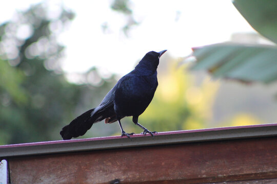 crow on the fence