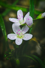 Flower Nature green