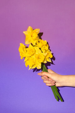 Woman hand holding bouquet of blooming yellow narcissus flowers or daffodil on purple ombre background. Minimal spring concept. Mother's day idea.