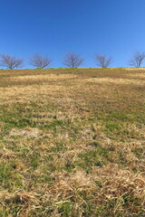 Fototapeta premium 桜並木のある枯れ草と若草の混じる冬の江戸川土手風景