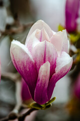 Magnolia flowers covered with the snow
