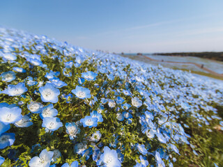 ひたち海浜公園のネモフィラ