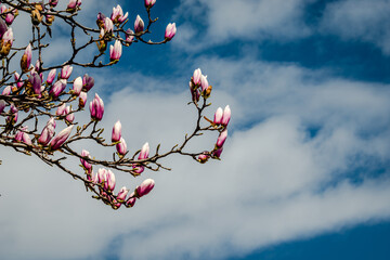 Magnolia flowers in the blue sky background  