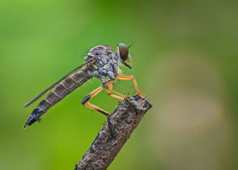 Macro insect fauna 