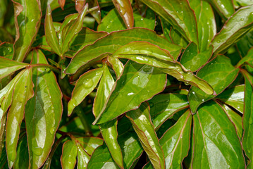 Background of leaves after rain - green wall, background, texture.