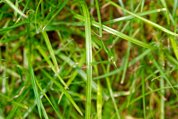 Blades of grass - background, texture.