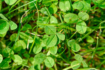 Clover horizontally – garden background, texture.