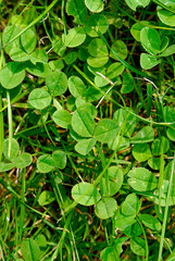 Garden background, texture – clover vertically.