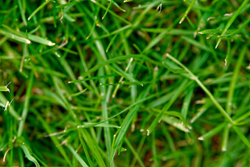 Fototapeta na wymiar Thickness of the lawn - garden background, texture.