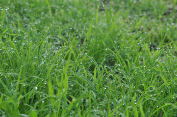 green grass with dew
