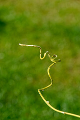 Obraz premium Stalk in the air - on a blurred background.