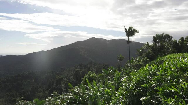 El Yunque National Forest, Puerto Rico, Wide View, Green Mountain Landscape and Rainforest on Sunny Day