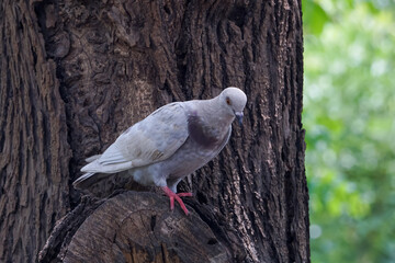 Pigeon perched on a big tree.