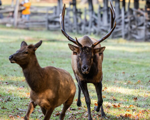 Naklejka na ściany i meble Bull Elk Chases Female Toward Camera