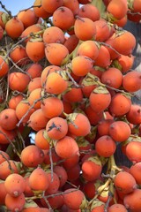 close up palm fruit in nature garden