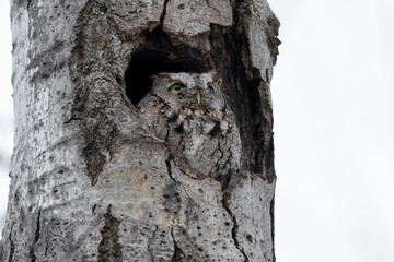 Gray morph eastern screech owl in her nest in a hollowed out tree - yellow eyes open wide