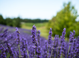 Obraz premium Lavender fields blooming on a farm in Sequim, WA, USA