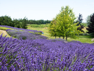Obraz na płótnie Canvas Lavender fields blooming on a farm in Sequim, WA, USA