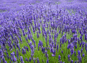Lavender fields blooming on a farm in Sequim, WA, USA