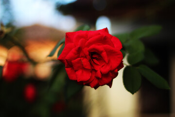 Details of red rose petals