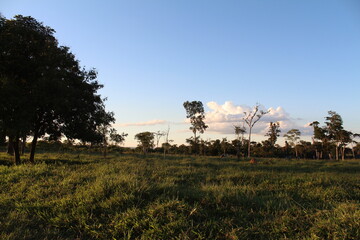 Fototapeta premium nature