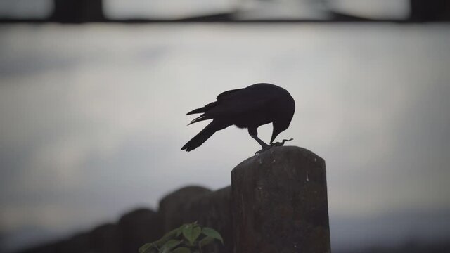 Close-up of a crow pecking food