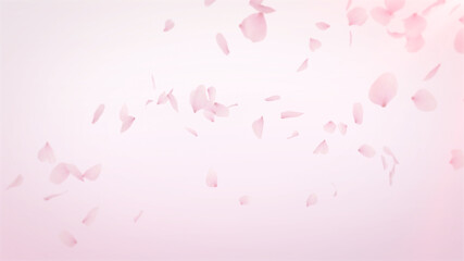 Cherry blossom realistic petals falling  on Pink Background.