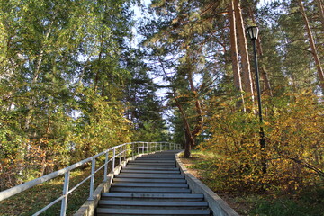 Fototapeta premium Stairs climb up in the autumn forest with tall trees