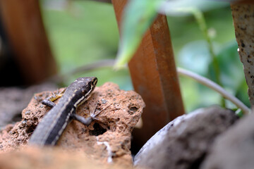 庭の石の上で日光浴する日本のトカゲ