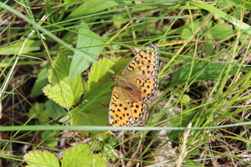An orange butterfly with black spots Argynnis aglaja hid in the grass