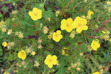 Yellow buttercup forest flower on grass background