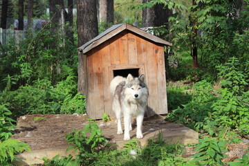 A fluffy big husky dog stands in front of the booth in the summer and wags its tail