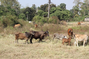 cow are eating grass in the field in Thailand nature background