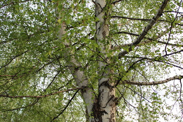 Fototapeta premium The branches of a birch tree go up into the sky